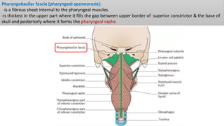 Pharyngobasilar fascia (pharyngeal aponeurosis):
-is a fibrous sheet internal to the pharyngeal muscles.
-is thickest in the upper part where it fills the gap between upper border of superior constrictor & the base of
skull and posteriorly where it forms the pharyngeal raphe
 
