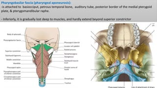 Pharyngobasilar fascia (pharyngeal aponeurosis):
-is attached to basiocciput, petrous temporal bone, auditory tube, posterior border of the medial pterygoid
plate, & pterygomandibular raphe.
- Inferiorly, it is gradually lost deep to muscles, and hardly extend beyond superior constrictor
 