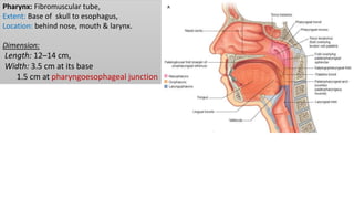 Pharynx: Fibromuscular tube,
Extent: Base of skull to esophagus,
Location: behind nose, mouth & larynx.
Dimension:
Length: 12–14 cm,
Width: 3.5 cm at its base
1.5 cm at pharyngoesophageal junction
 