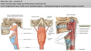 Muscular coat: consists of
Outer circular layer made up of the three constrictors &
Inner longitudinal layer made up of stylopharyngeus, salpingopharyngeus & palatopharyngeus muscles.
 