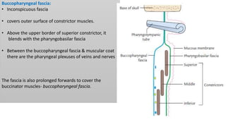 Buccopharyngeal fascia:
• Inconspicuous fascia
• covers outer surface of constrictor muscles.
• Above the upper border of superior constrictor, it
blends with the pharyngobasilar fascia
• Between the buccopharyngeal fascia & muscular coat
there are the pharyngeal plexuses of veins and nerves
The fascia is also prolonged forwards to cover the
buccinator muscles- buccopharyngeal fascia.
 