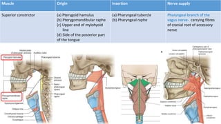Muscle Origin Insertion Nerve supply
Superior constrictor (a) Pterygoid hamulus
(b) Pterygomandibular raphe
(c) Upper end of mylohyoid
line
(d) Side of the posterior part
of the tongue
(a) Pharyngeal tubercle
(b) Pharyngeal raphe
Pharyngeal branch of the
vagus nerve- carrying fibres
of cranial root of accessory
nerve
 