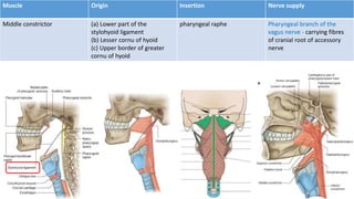 Muscle Origin Insertion Nerve supply
Middle constrictor (a) Lower part of the
stylohyoid ligament
(b) Lesser cornu of hyoid
(c) Upper border of greater
cornu of hyoid
pharyngeal raphe Pharyngeal branch of the
vagus nerve - carrying fibres
of cranial root of accessory
nerve
 