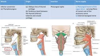 Muscle Origin Insertion Nerve supply
Inferior constrictor
(a) Thyropharyngeus
(a) Oblique line of thyroid
cartilage
(b) Tendinous band between
the thyroid (inferior)
tubercle and cricoid
cartilage
Pharyngeal raphe a. Pharyngeal branch of the
vagus nerve - carrying fibres
of cranial root of the
accessory nerve
b) External laryngeal nerve
 