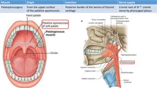 Muscle Origin Insertion Nerve supply
Palatopharyngeus From the upper surface
of the palatine aponeurosis
Posterior border of the lamina of thyroid
cartilage
Cranial root of XI th cranial
nerve by pharyngeal plexus
 