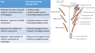 Gap Structures passing
through them
Between the base of skull &
superior constrictor (sinus
of Morgagni)
• Auditory tube
• Levator palati muscle
• Ascending palatine artery
Between superior & middle
constrictors
• Stylopharyngeus muscle
• Glossopharyngeal nerve
Between the middle and
inferior constrictors
• Internal laryngeal nerve
• Superior laryngeal vessels
Between lower border of
inferior constrictor &
esophagus
• Recurrent laryngeal nerve
• Inferior laryngeal vessels
 