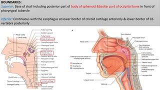 BOUNDARIES:
Superior: Base of skull including posterior part of body of sphenoid &basilar part of occipital bone in front of
pharyngeal tubercle
Inferior: Continuous with the esophagus at lower border of cricoid cartilage anteriorly & lower border of C6
vertebra posteriorly
 