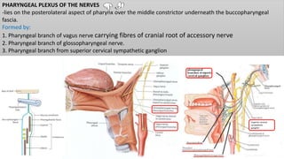 PHARYNGEAL PLEXUS OF THE NERVES
-lies on the posterolateral aspect of pharynx over the middle constrictor underneath the buccopharyngeal
fascia.
Formed by:
1. Pharyngeal branch of vagus nerve carrying fibres of cranial root of accessory nerve
2. Pharyngeal branch of glossopharyngeal nerve.
3. Pharyngeal branch from superior cervical sympathetic ganglion
Superior cervical
sympathetic
ganglion
 