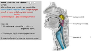 NERVE SUPPLY OF THE PHARYNX
Motor:
All the pharyngeal muscles are supplied by:
cranial root of accessory nerve (via pharyngeal
branch of vagus and pharyngeal plexus),
Except
Stylopharyngeus - glossopharyngeal nerve.
Sensory:
1. Nasopharynx, by maxillary division of
trigeminal nerve.
2. Oropharynx, by glossopharyngeal nerve.
3. Laryngopharynx, by internal laryngeal nerve.
 