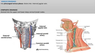 VANOUS DRAINAGE:
into pharyngeal venous plexus- drains into internal jugular vein.
LYMPHATIC DRAINAGE
drained into the upper and lower deep cervical lymph nodes.
 