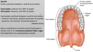 PALATE
forms a partition between nasal & oral cavities.
Hard palate: anterior four-fifth of palate
Soft palate: Posterior one-fifth of palate.
Hard palate: partition between nasal & oral cavities.
--Anterior two-thirds- palatine processes of maxillae
--posterior one-third by horizontal plates of
palatine bones
Mucus membrane in anterior part of hard plate is
thrown into 3 or 4 transverse palatine folds/ rugae
but posteriorly it is comparatively smooth.
 