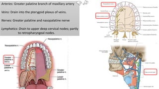 Arteries: Greater palatine branch of maxillary artery
Veins: Drain into the pterygoid plexus of veins.
Nerves: Greater palatine and nasopalatine nerve
Lymphatics: Drain to upper deep cervical nodes; partly
to retropharyngeal nodes.
 