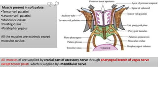 Muscle present in soft palate:
•Tensor veli palatini
•Levator veli palatini
•Musculus uvalae
•Palatoglossus
•Palatopharyngeus
All the muscles are extrinsic except
musculus uvulae.
All muscles of are supplied by cranial part of accessory nerve through pharyngeal branch of vagus nerve
except tensor palati which is supplied by- Mandibular nerve.
 