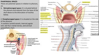 PHARYNGEAL SPACES
These are potential spaces in relation to pharynx,
viz.
1. Retropharyngeal space: It is situated behind
the pharynx and extends from the base of the
skull above to the bifurcation of trachea
below.
2. Parapharyngeal space: It is situated on the side
of the pharynx.
It contains carotid vessels, internal jugular
vein, last four cranial nerves, and cervical
sympathetic chain.
 