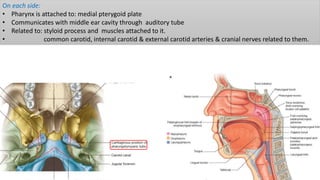On each side:
• Pharynx is attached to: medial pterygoid plate
• Communicates with middle ear cavity through auditory tube
• Related to: styloid process and muscles attached to it.
• common carotid, internal carotid & external carotid arteries & cranial nerves related to them.
 