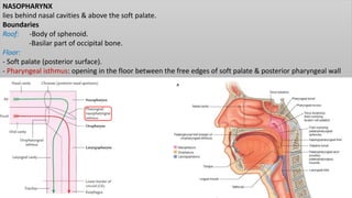 NASOPHARYNX
lies behind nasal cavities & above the soft palate.
Boundaries
Roof: -Body of sphenoid.
-Basilar part of occipital bone.
Floor:
- Soft palate (posterior surface).
- Pharyngeal isthmus: opening in the floor between the free edges of soft palate & posterior pharyngeal wall
 