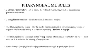 This presentation is about Pharynx Seminar.pptx