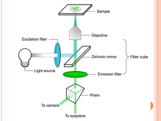 Phase contrast & Flurosence microscope | PPTX