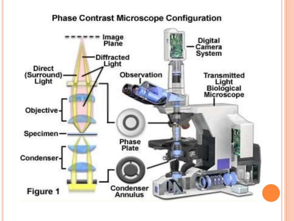 Phase contrast & Flurosence microscope
