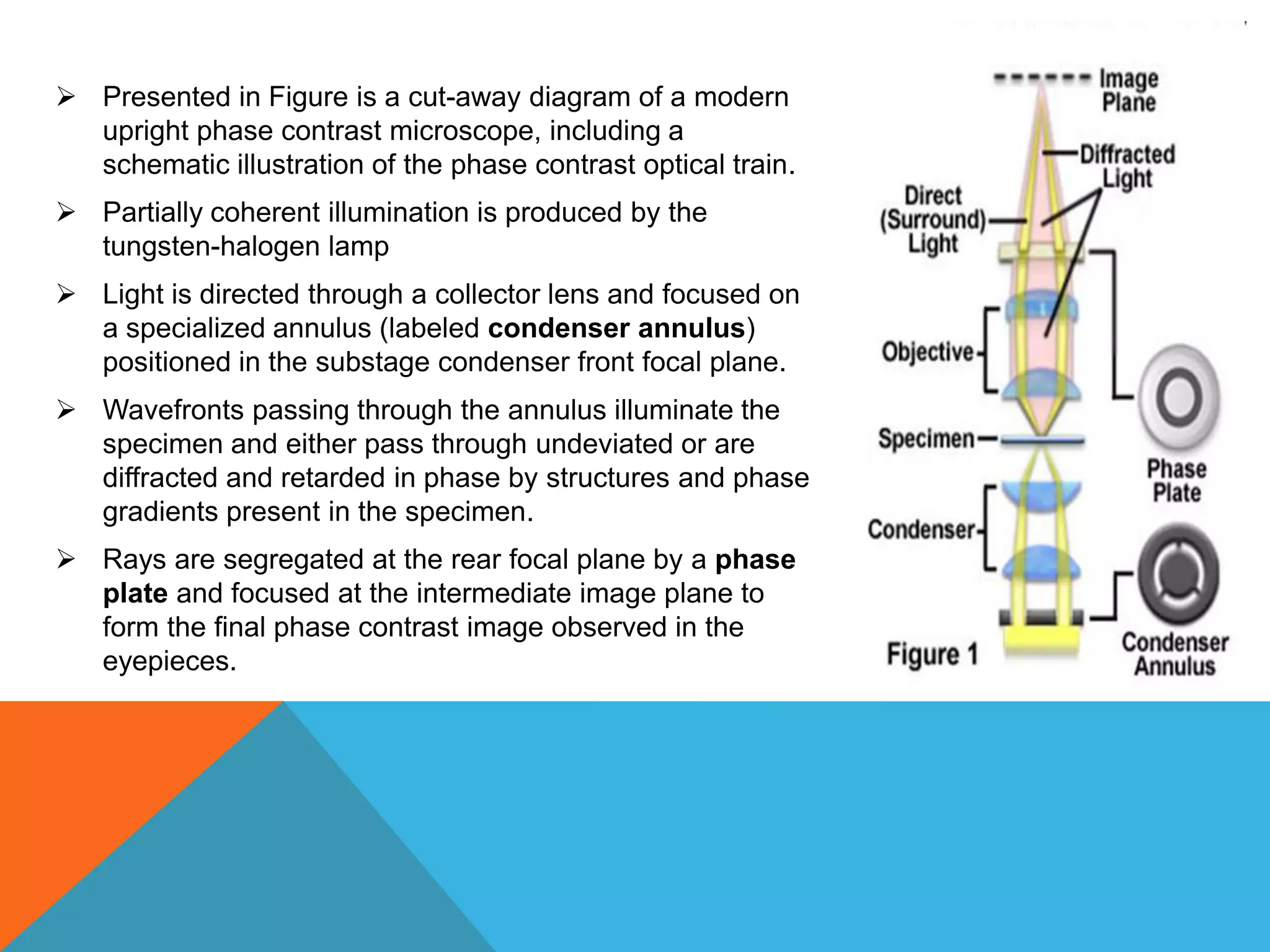 Presented in Figure is a cut-away diagram of a modern
  upright phase contrast microscope, including a
  schematic illustration of the phase contrast optical train.
 Partially coherent illumination is produced by the
  tungsten-halogen lamp
 Light is directed through a collector lens and focused on
  a specialized annulus (labeled condenser annulus)
  positioned in the substage condenser front focal plane.
 Wavefronts passing through the annulus illuminate the
  specimen and either pass through undeviated or are
  diffracted and retarded in phase by structures and phase
  gradients present in the specimen.
 Rays are segregated at the rear focal plane by a phase
  plate and focused at the intermediate image plane to
  form the final phase contrast image observed in the
  eyepieces.
 