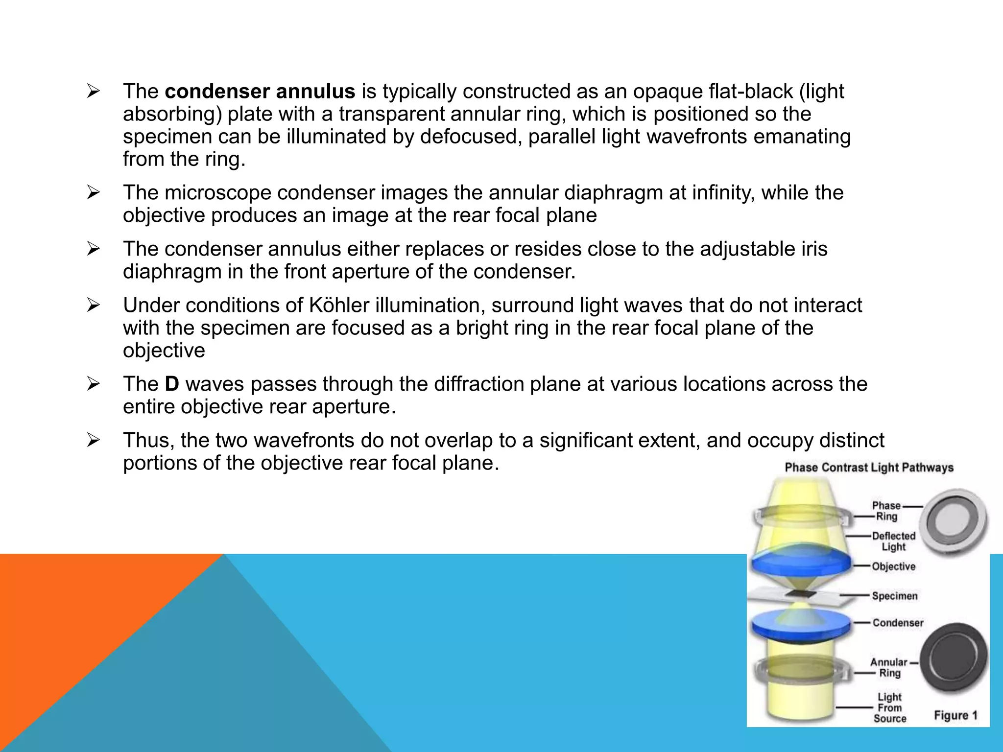    The condenser annulus is typically constructed as an opaque flat-black (light
    absorbing) plate with a transparent annular ring, which is positioned so the
    specimen can be illuminated by defocused, parallel light wavefronts emanating
    from the ring.
   The microscope condenser images the annular diaphragm at infinity, while the
    objective produces an image at the rear focal plane
   The condenser annulus either replaces or resides close to the adjustable iris
    diaphragm in the front aperture of the condenser.
   Under conditions of Köhler illumination, surround light waves that do not interact
    with the specimen are focused as a bright ring in the rear focal plane of the
    objective
   The D waves passes through the diffraction plane at various locations across the
    entire objective rear aperture.
   Thus, the two wavefronts do not overlap to a significant extent, and occupy distinct
    portions of the objective rear focal plane.
 