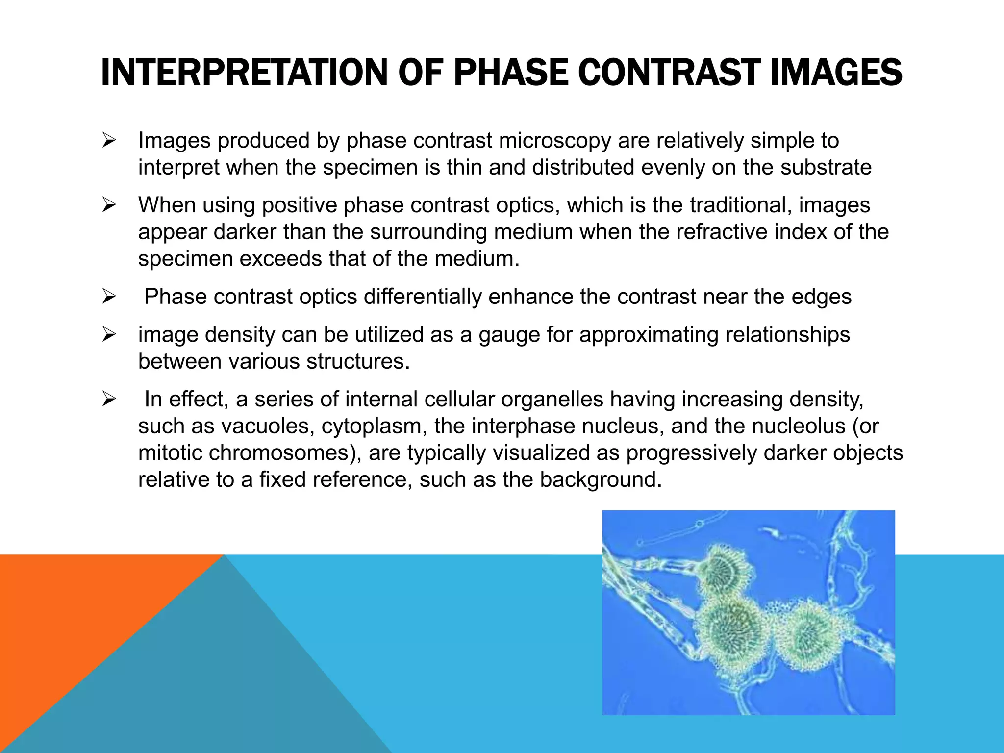 INTERPRETATION OF PHASE CONTRAST IMAGES
 Images produced by phase contrast microscopy are relatively simple to
  interpret when the specimen is thin and distributed evenly on the substrate
 When using positive phase contrast optics, which is the traditional, images
  appear darker than the surrounding medium when the refractive index of the
  specimen exceeds that of the medium.
   Phase contrast optics differentially enhance the contrast near the edges
 image density can be utilized as a gauge for approximating relationships
  between various structures.
    In effect, a series of internal cellular organelles having increasing density,
    such as vacuoles, cytoplasm, the interphase nucleus, and the nucleolus (or
    mitotic chromosomes), are typically visualized as progressively darker objects
    relative to a fixed reference, such as the background.
 
