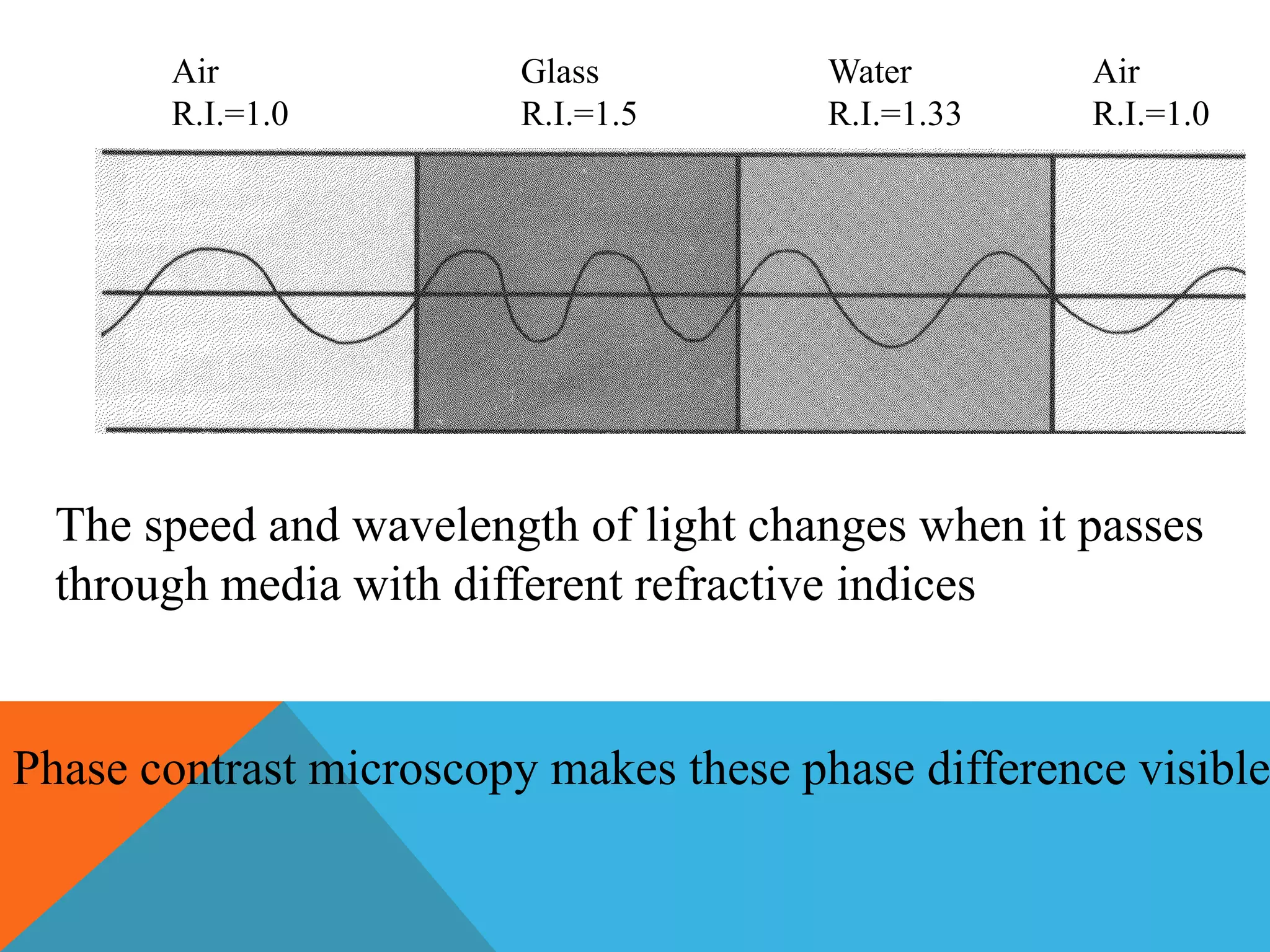 Air               Glass          Water        Air
       R.I.=1.0          R.I.=1.5       R.I.=1.33    R.I.=1.0




  The speed and wavelength of light changes when it passes
  through media with different refractive indices


Phase contrast microscopy makes these phase difference visible
 