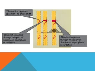 •Illumination bypasses
  Specimen > no phase shift




•Illumination passes
through thin part of          •Illumination passes
Specimen > small phase        through thick part of
retardation                   Specimen > larger phase
                              retardation
 