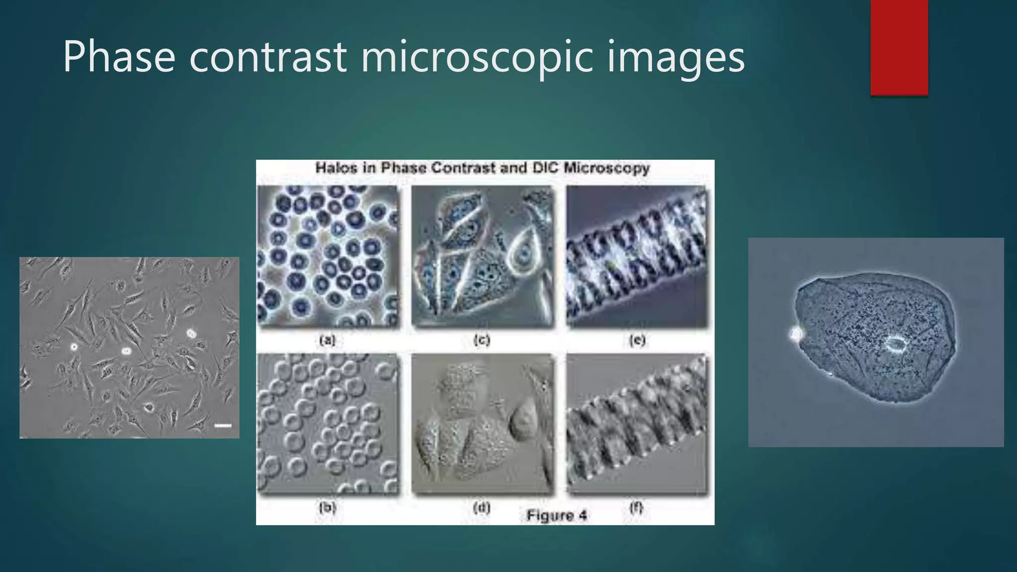 Phase contrast and Fluorescent microscope | PPTX