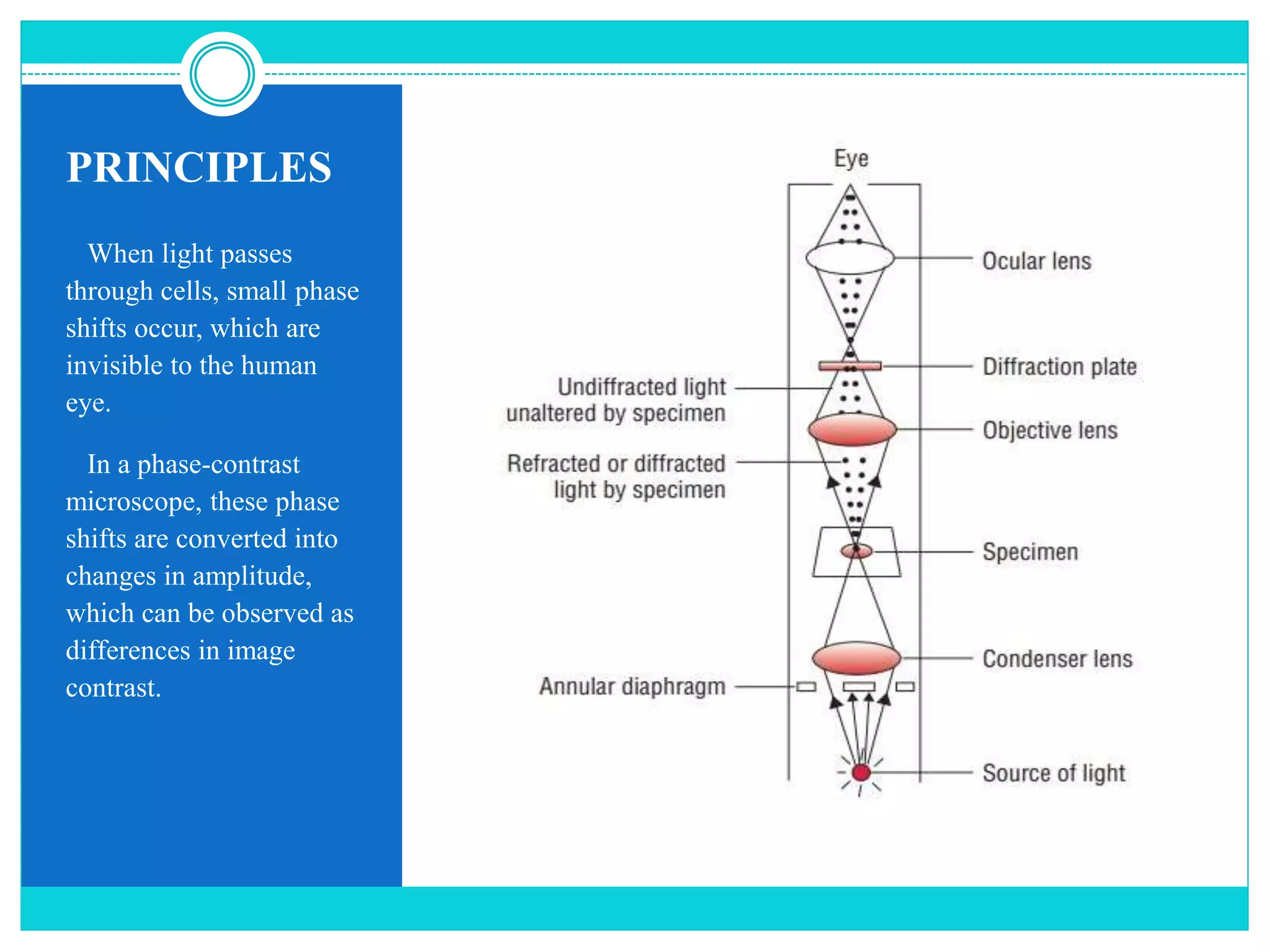PRINCIPLES
When light passes
through cells, small phase
shifts occur, which are
invisible to the human
eye.
In a phase-contrast
microscope, these phase
shifts are converted into
changes in amplitude,
which can be observed as
differences in image
contrast.
 