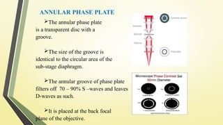 Comprehensive Overview of Phase Contrast Microscopy Principles and ...