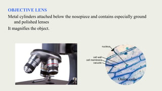 OBJECTIVE LENS
Metal cylinders attached below the nosepiece and contains especially ground
and polished lenses
It magnifies the object.
Onion cells
 
