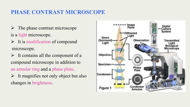 Phase contrast microscope | PPTX | Photography | Arts and Crafts