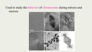 Used to study the behavior of chromosome during mitosis and
meiosis
 