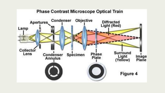 Phase contrast microscope | PPTX | Photography | Arts and Crafts