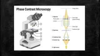 PHASE CONTRAST MICROSCOPE. | PPTX