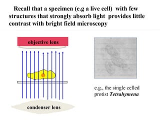 Recall that a specimen (e.g a live cell)  with few  structures that strongly absorb light  provides little contrast with bright field microscopy e.g., the single celled protist  Tetrahymena condenser lens objective lens 