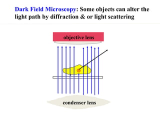 Dark Field Microscopy : Some objects can alter the light path by diffraction & or light scattering condenser lens objective lens 