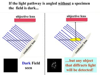 If the light pathway is angled  without  a specimen  the  field is dark... objective lens … but any object  that diffracts light will be detected! Dark  Field  seen condenser lens objective lens condenser lens 