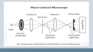 PHASE CONTRAST MICROSCOPY.pdf