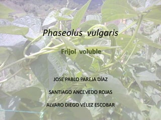 Phaseolus vulgaris
     Frijol voluble


  JOSE PABLO PAREJA DÍAZ

 SANTIAGO ANCEVEDO ROJAS

ALVARO DIEGO VÉLEZ ESCOBAR
 