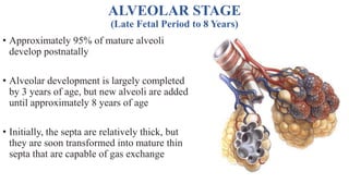 Phases of Lung Maturation