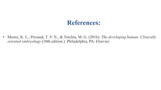 Phases of Lung Maturation