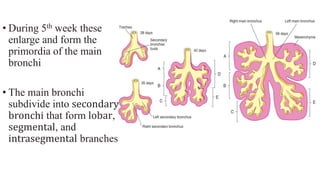 Phases of Lung Maturation