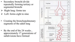 Phases of Lung Maturation