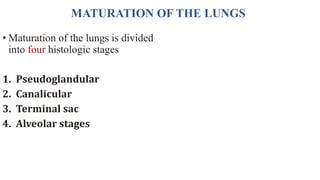 Phases of Lung Maturation