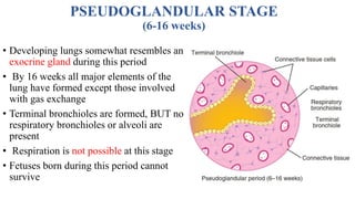 Phases of Lung Maturation