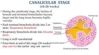 Phases of Lung Maturation