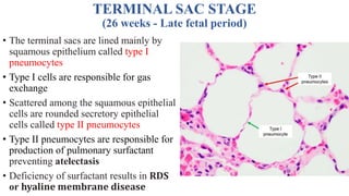 Phases of Lung Maturation