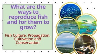 PHASES OF FISH CULTURE TLE 8 QUARTER 2.pptx